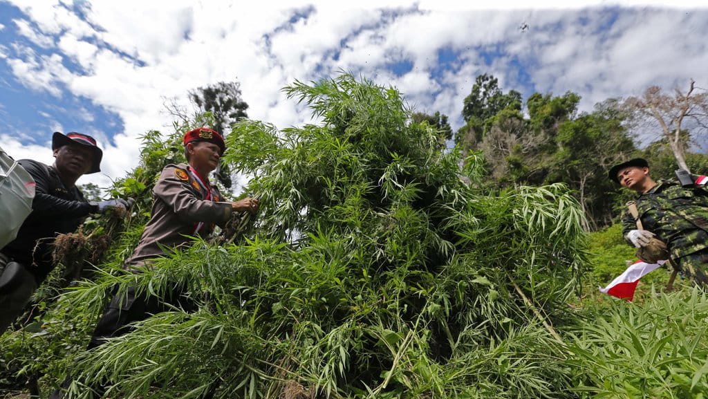 Operasi pemusnahan tanaman ganja di aceh