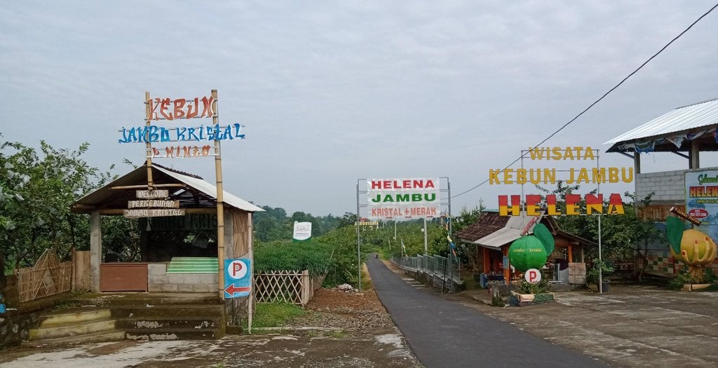 Wisata Petik jambu Kristal