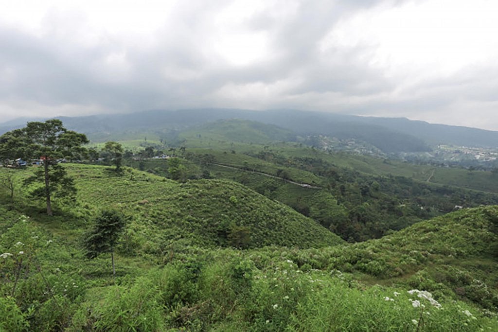 Kebun Teh Kemuning