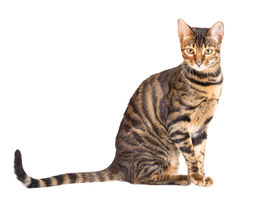 Kucing Toyger