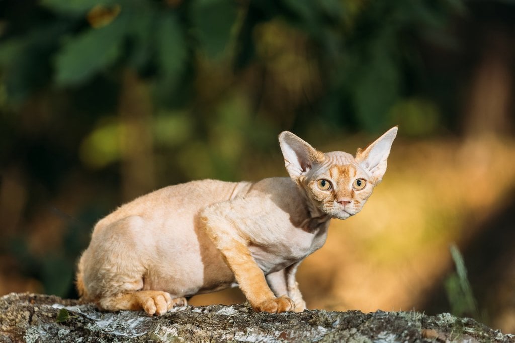 Kucing Devon Rex