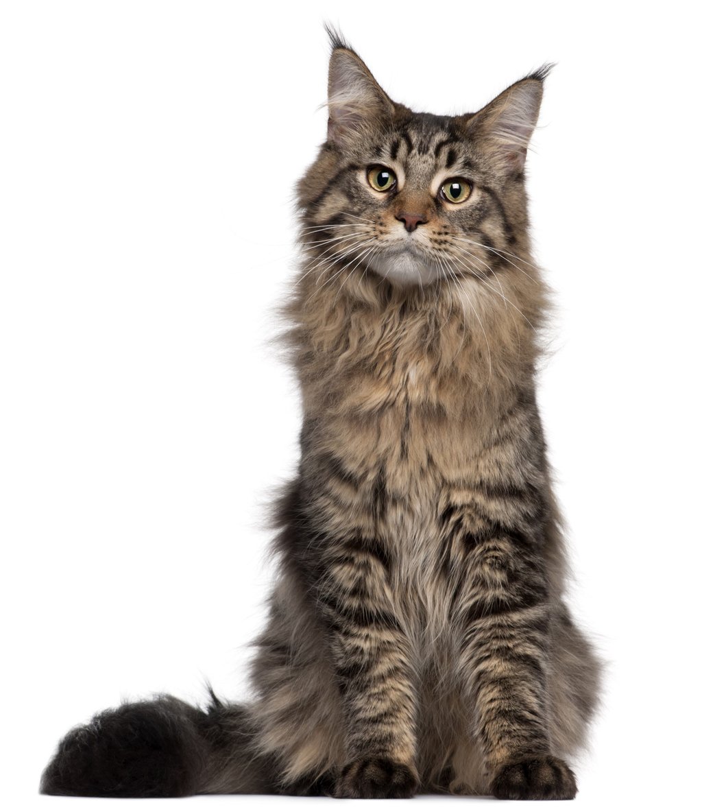 Kucing Maine coon