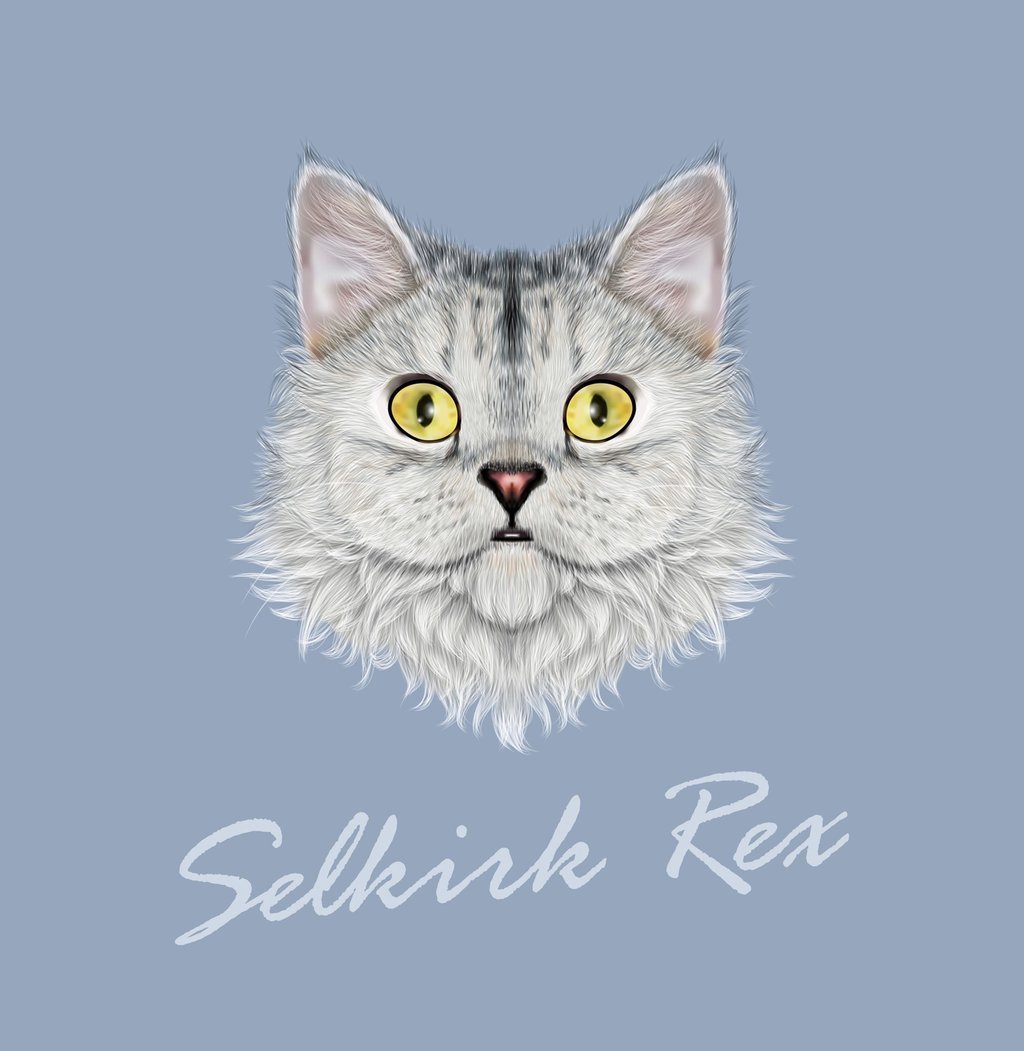 Ilustrasi kucing Selkirk Rex