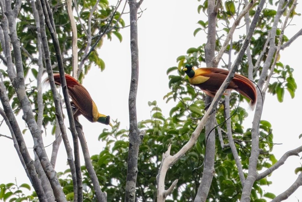 Burung Cendrawasih Merah