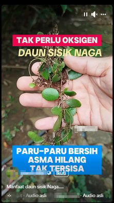 Foto Periksa Fakta Air Daun SIsik Naga