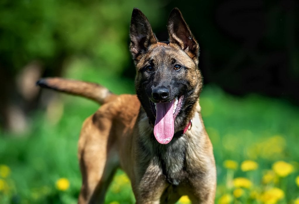 Belgian Malinois