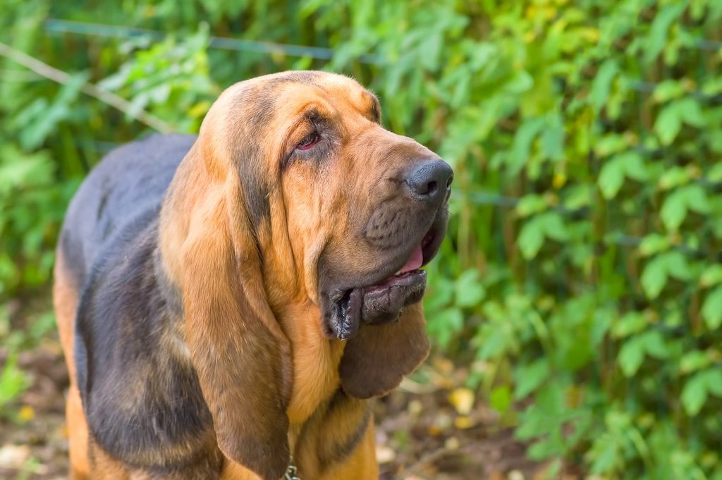 Bloodhound