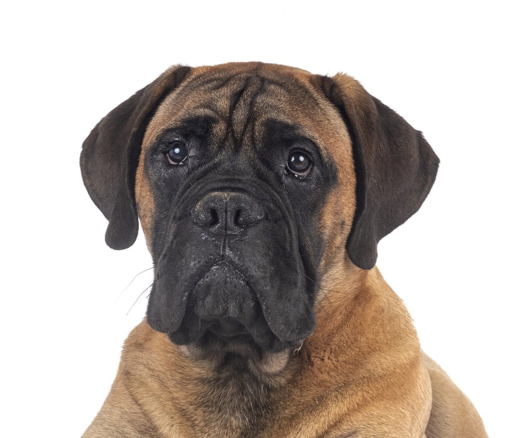 Bullmastiff Boxer 