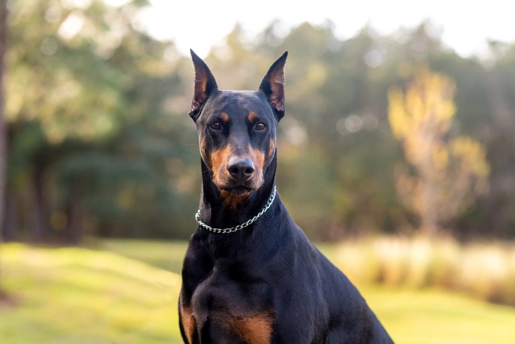 Doberman Pinscher 