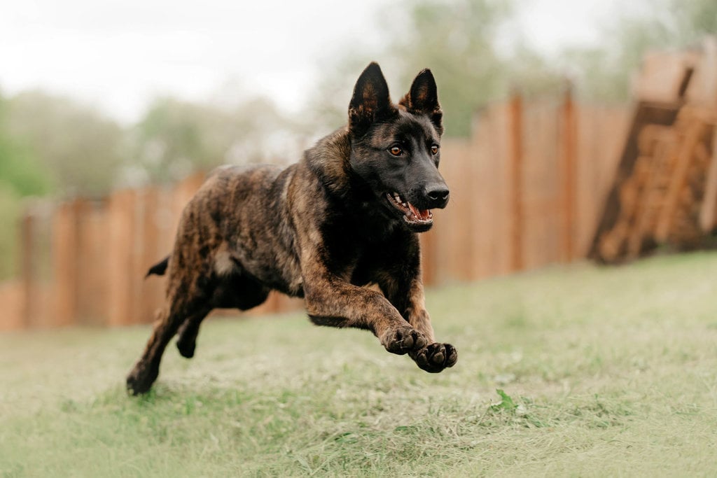 Anjing Dutch Shepherd