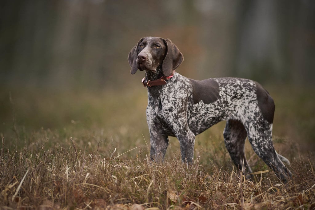 Anjing German Shorthaired Pointer