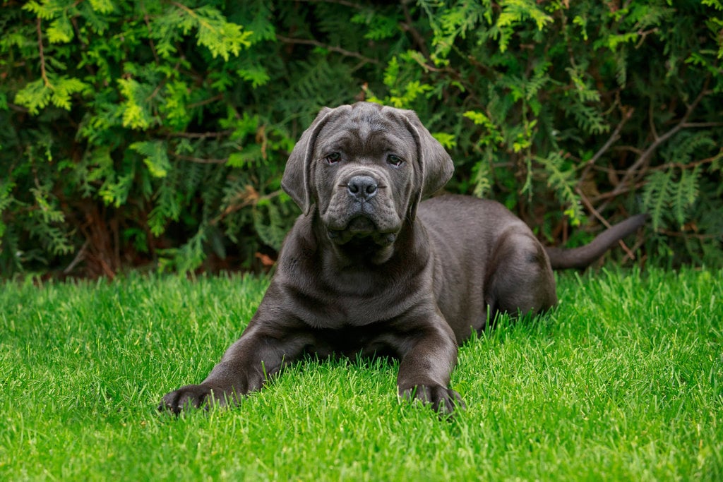 Anjing Cane Corso