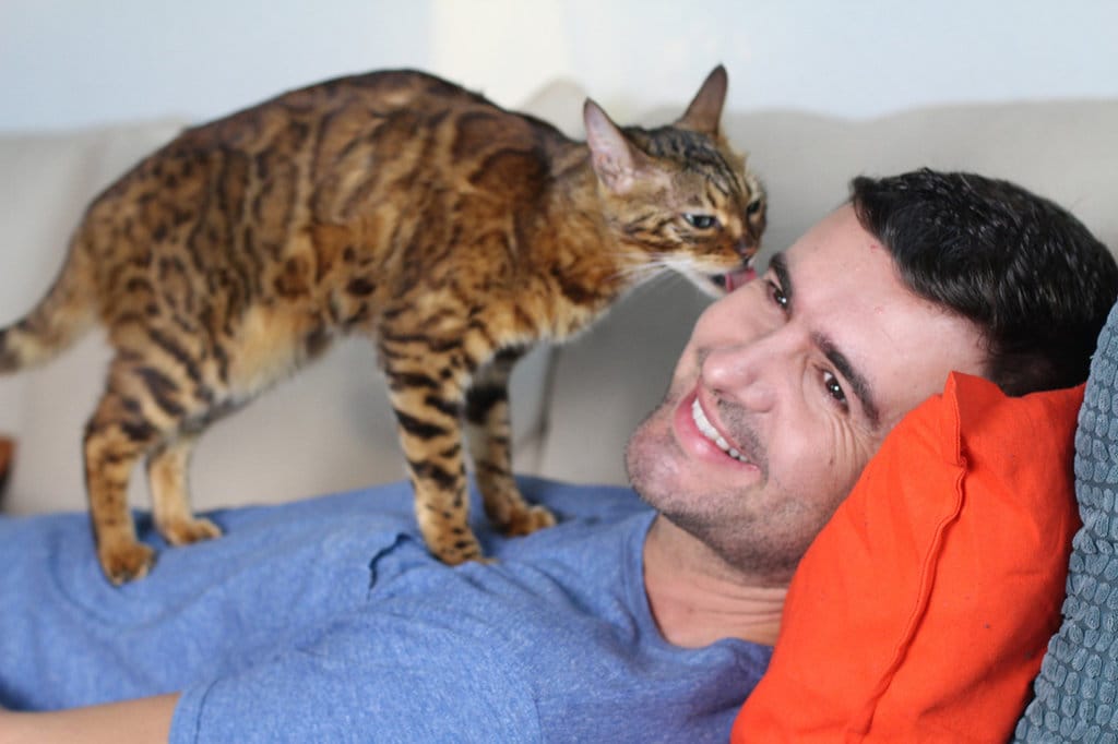 Ilustrasi kucing kesayangan. (FOTO/iStockphoto) Ilustrasi kucing menjilat-jilat manusia