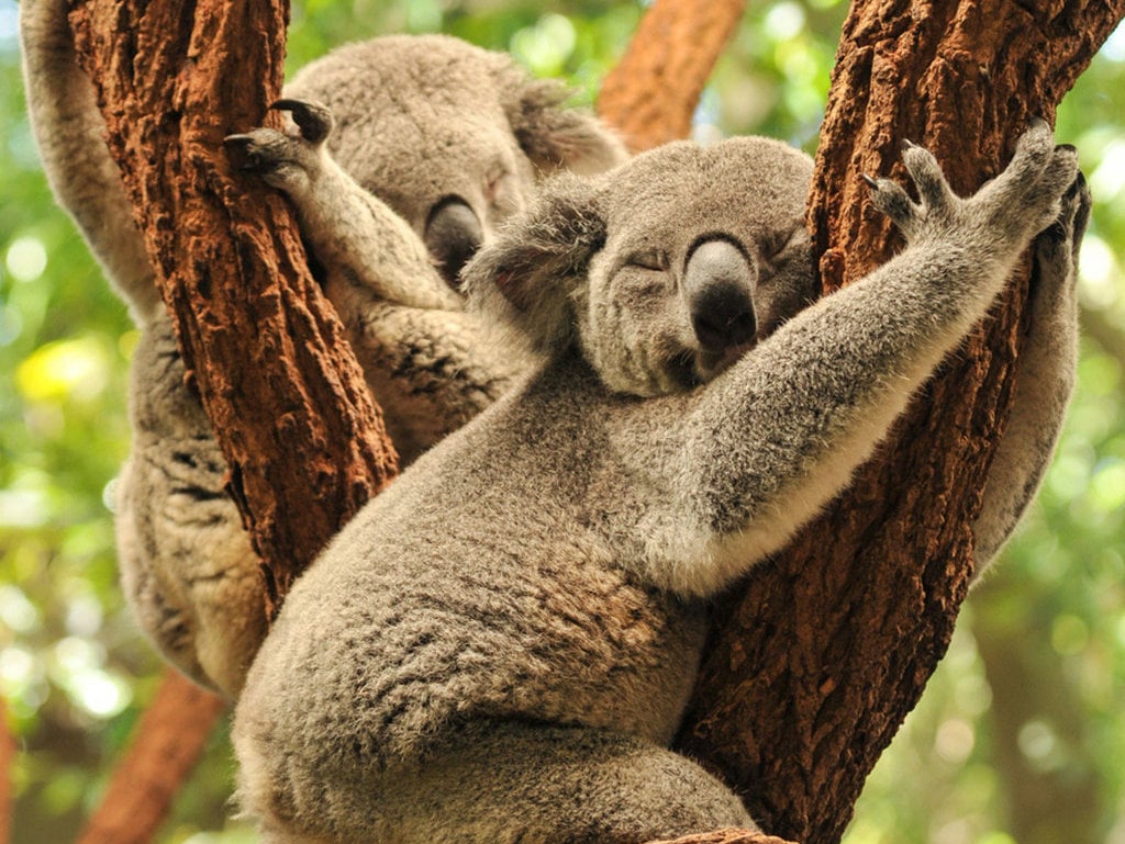 Koala