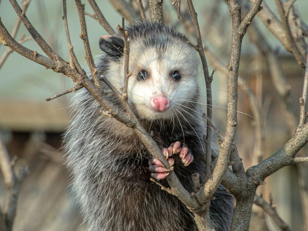 Opossum