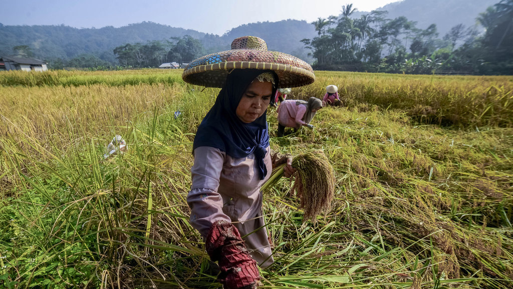 Masyarakat adat memanen padi di Citorek, Lebak, Banten. ANTARA FOTO/Muhammad Bagus Khoirunas Memaknai padi bagi kehidupan masyarakat adat Sunda