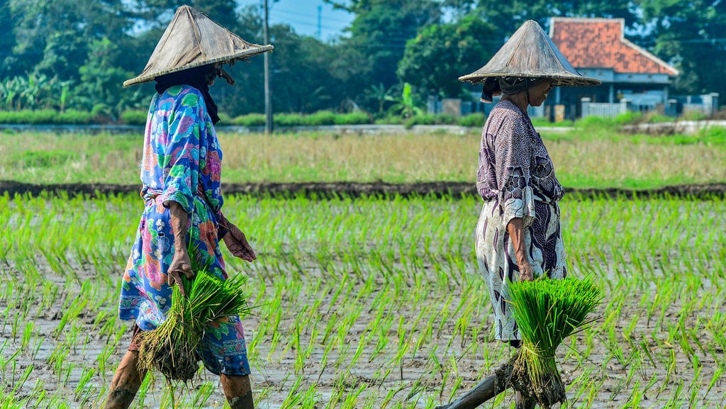 Petani percepat masa tanam padi 