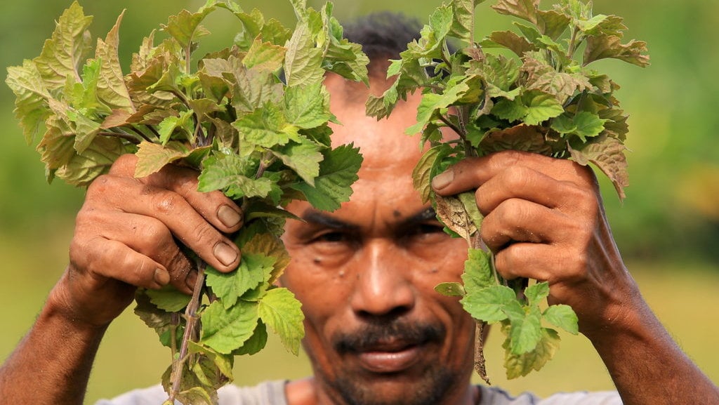 Petani nilam di Aceh Barat