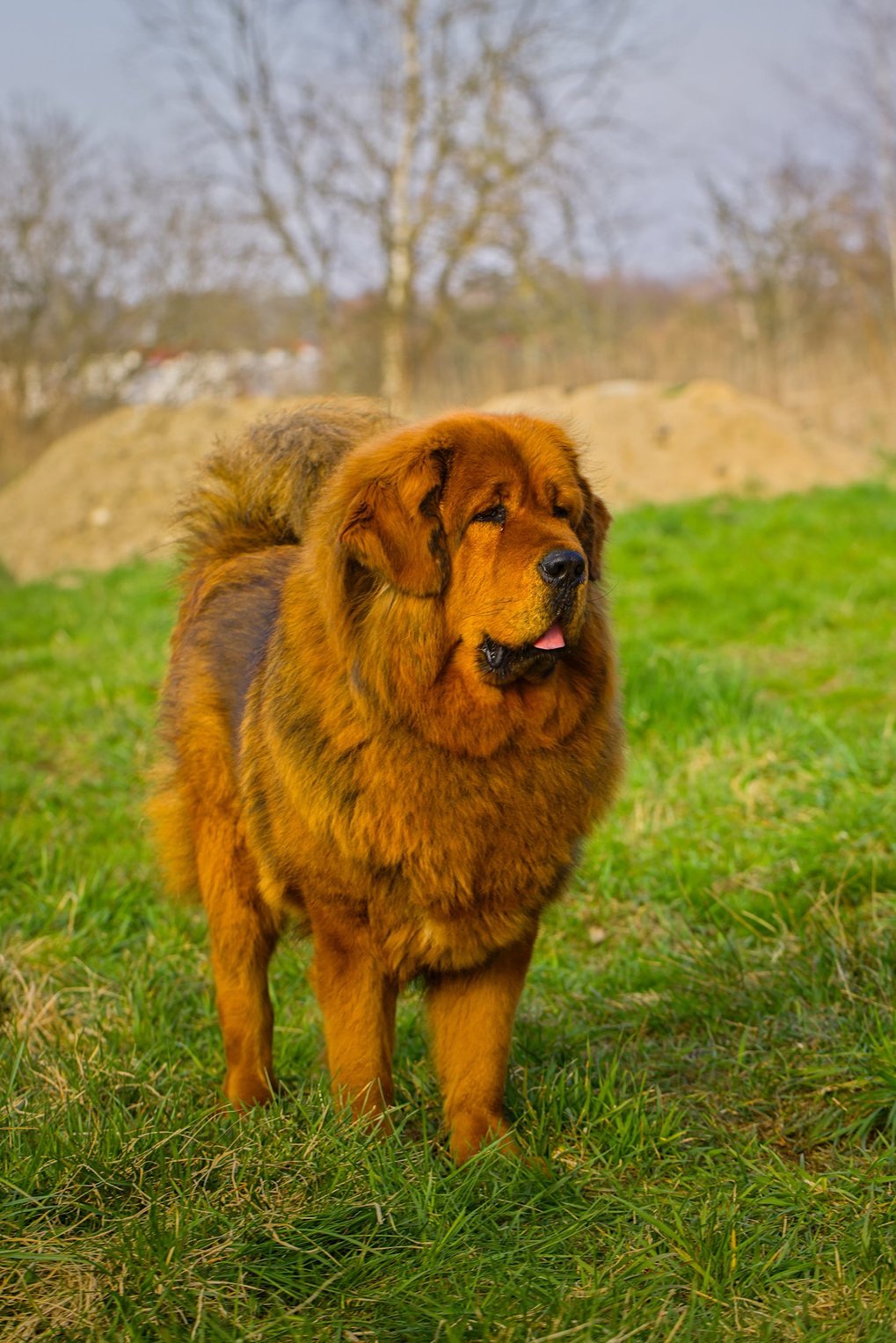 Anjing Mastiff Tibet