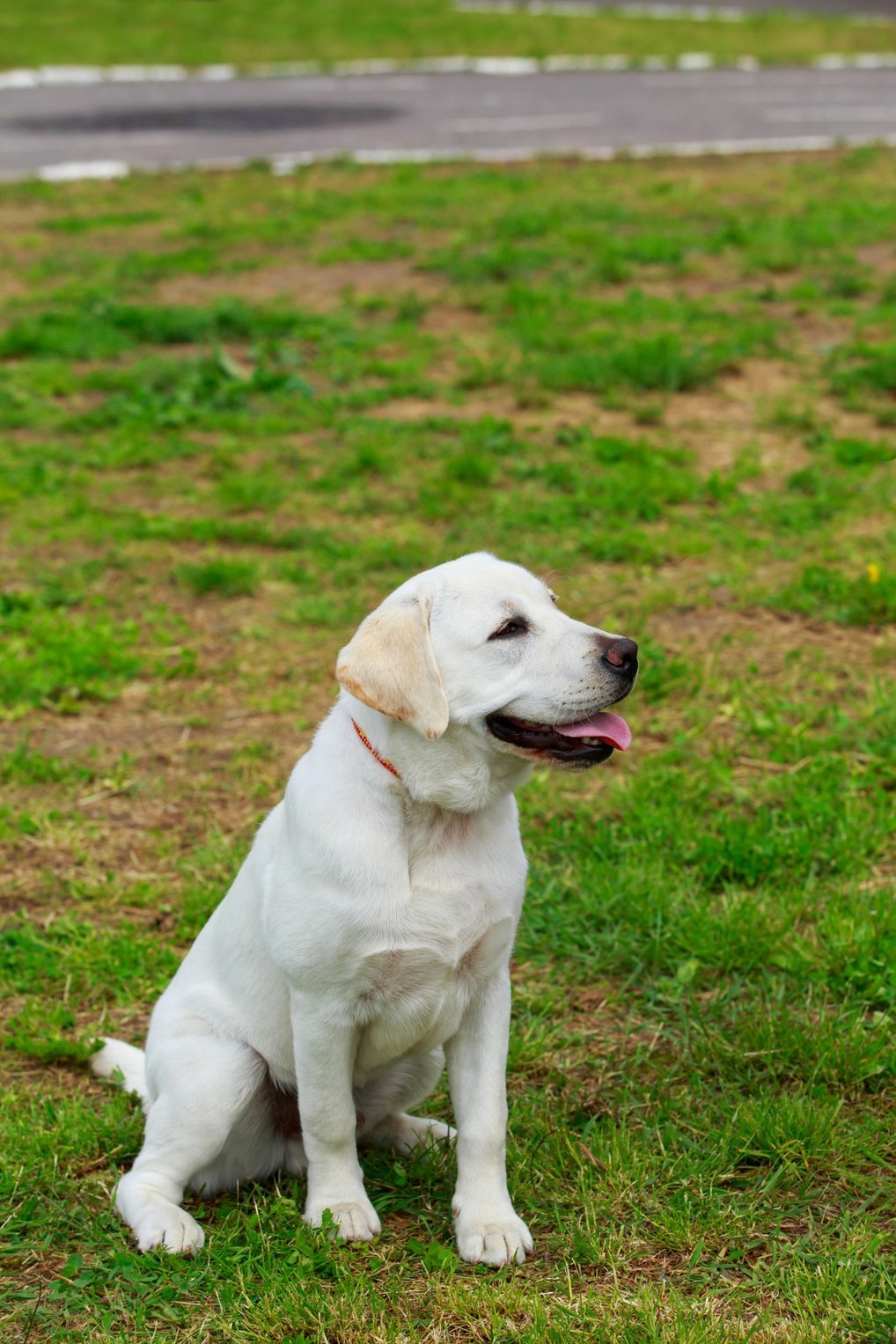 Anjing Labrador Sir Lancelot Encore