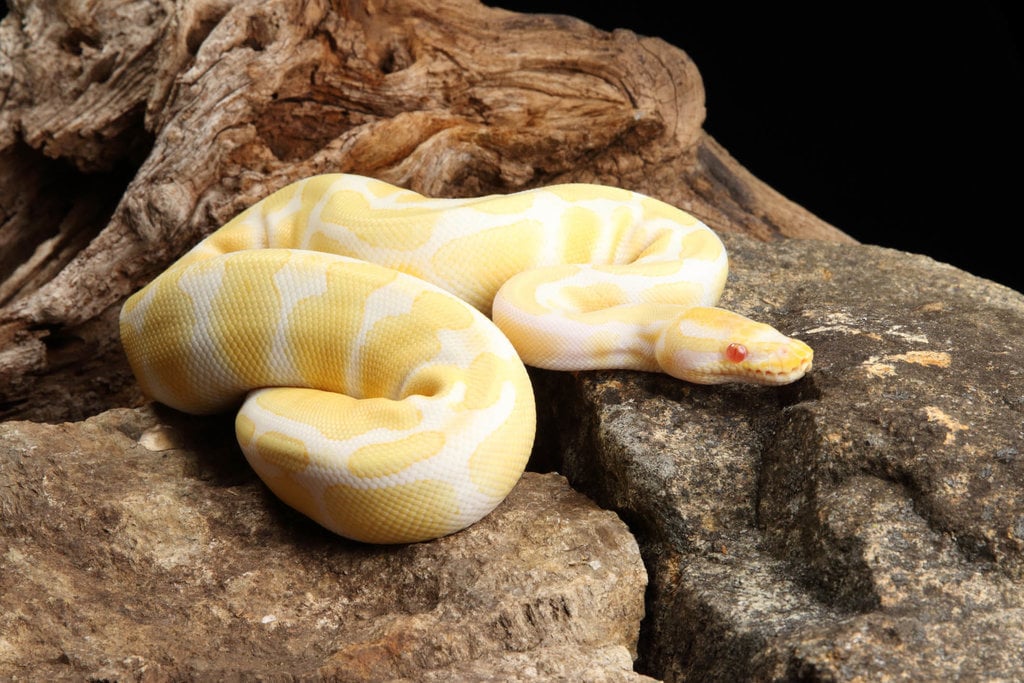 Ular Piton Albino Lavender