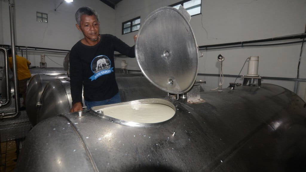 Kementerian Koperasi mendorong KUD dapat mengolah susu sapi 