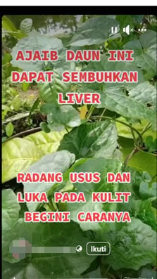 Foto Periksa Fakta daun Sembung