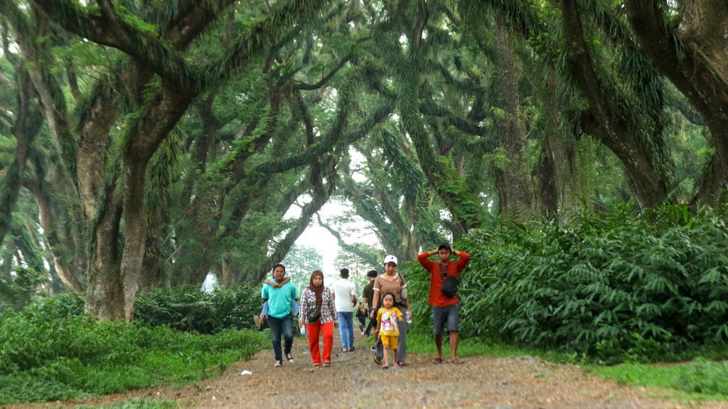 Wisata hutan De Jawatan Banyuwangi