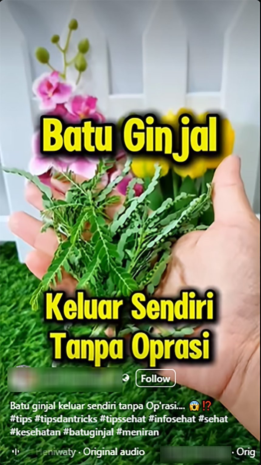 PERIKSA FAKTA Daun Meniran