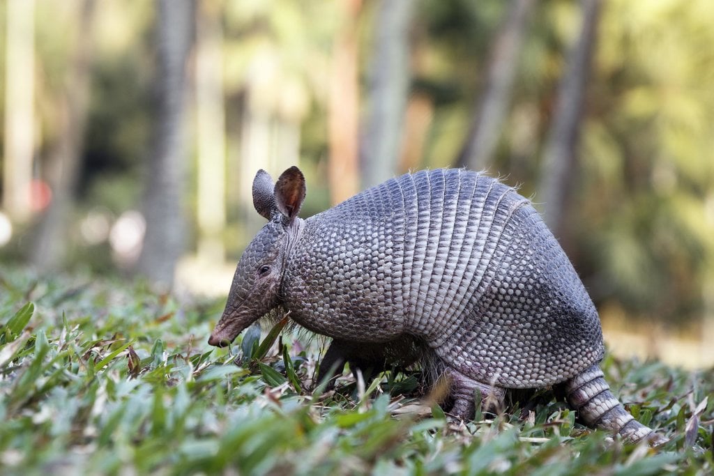 armadillo