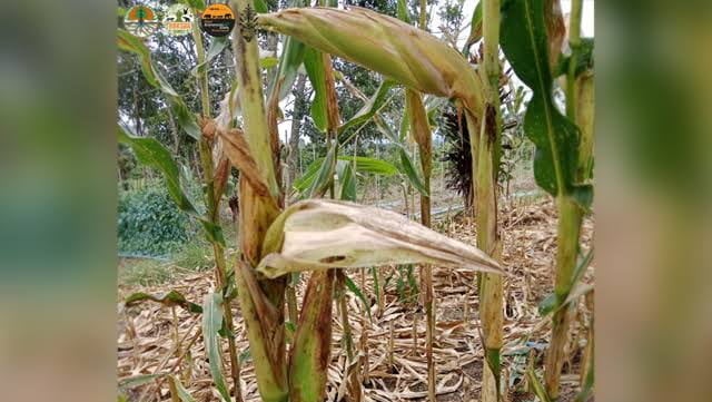 Ladang Jagung 