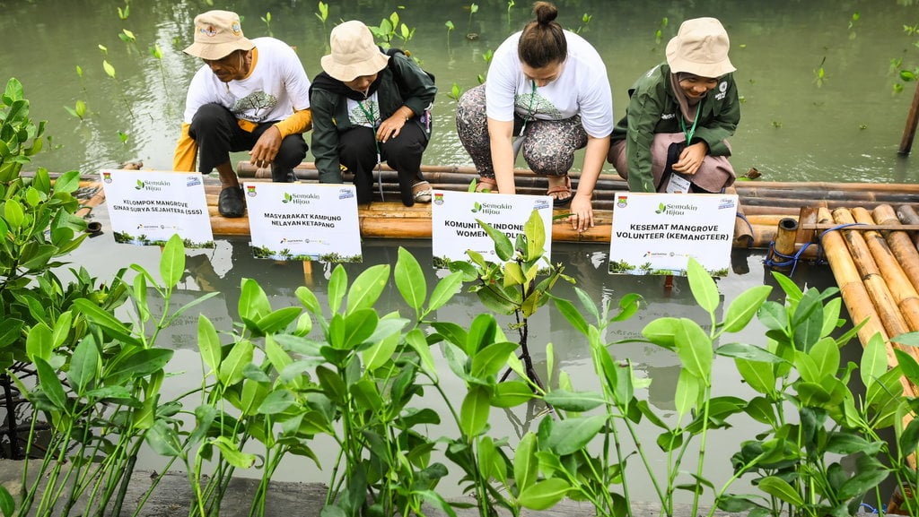 Penanaman mangrove dan pelepasan belangkas di Ketapang Tangerang