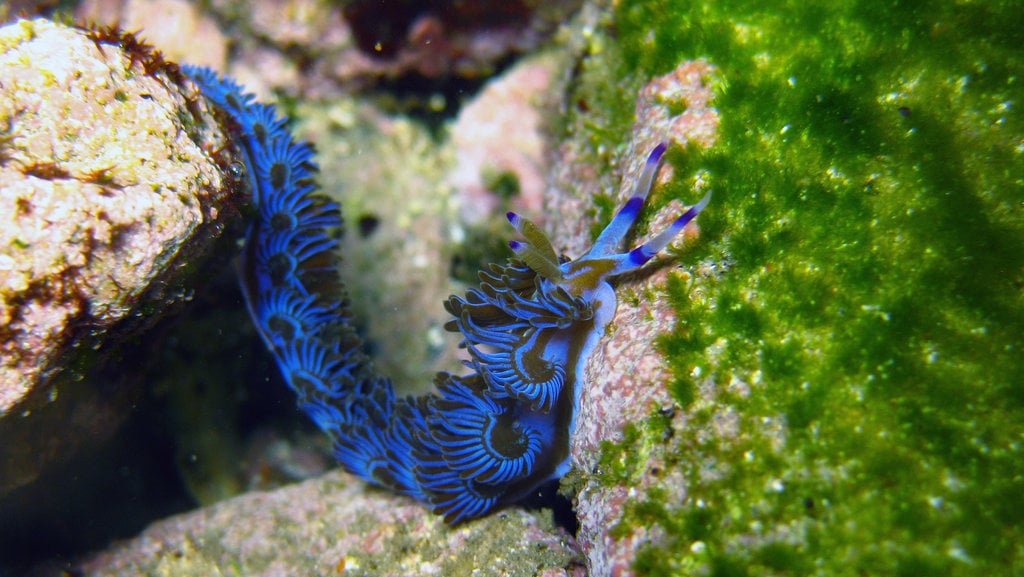 Siput Laut Naga Biru