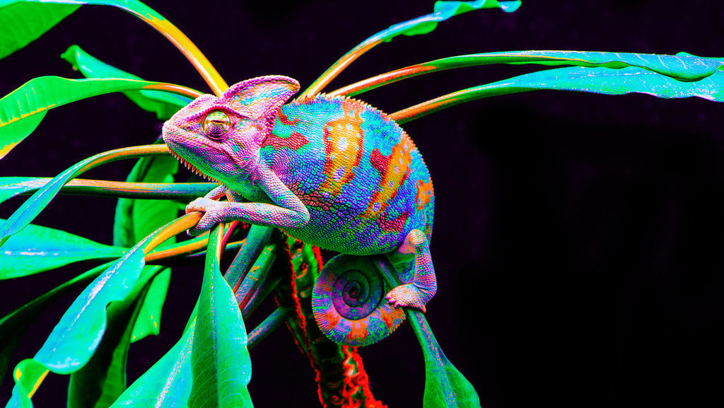 chameleon