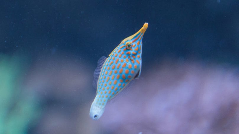 Harlequin Filefish