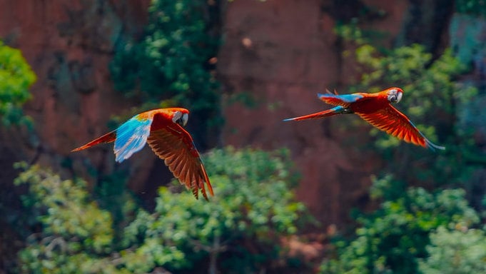 Burung Macaw