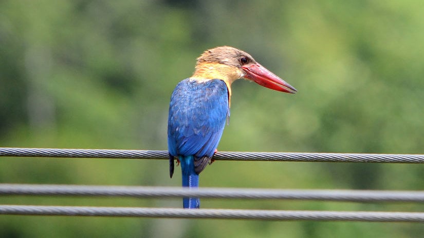 Burung Raja Udang