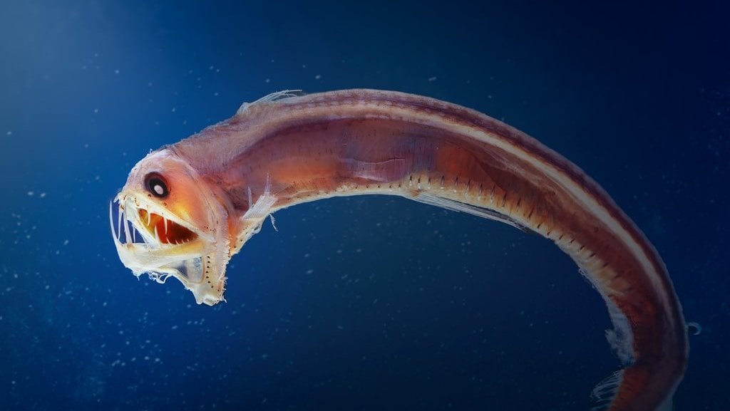 Viperfish