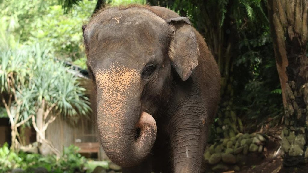 Molly Gajah Bali Zoo