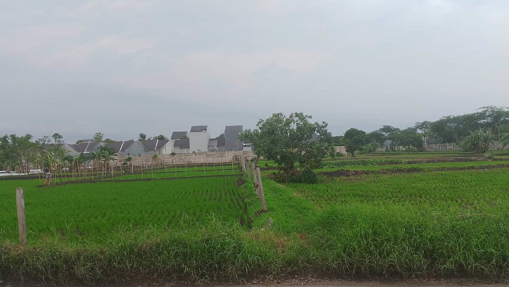 hamparan sawah