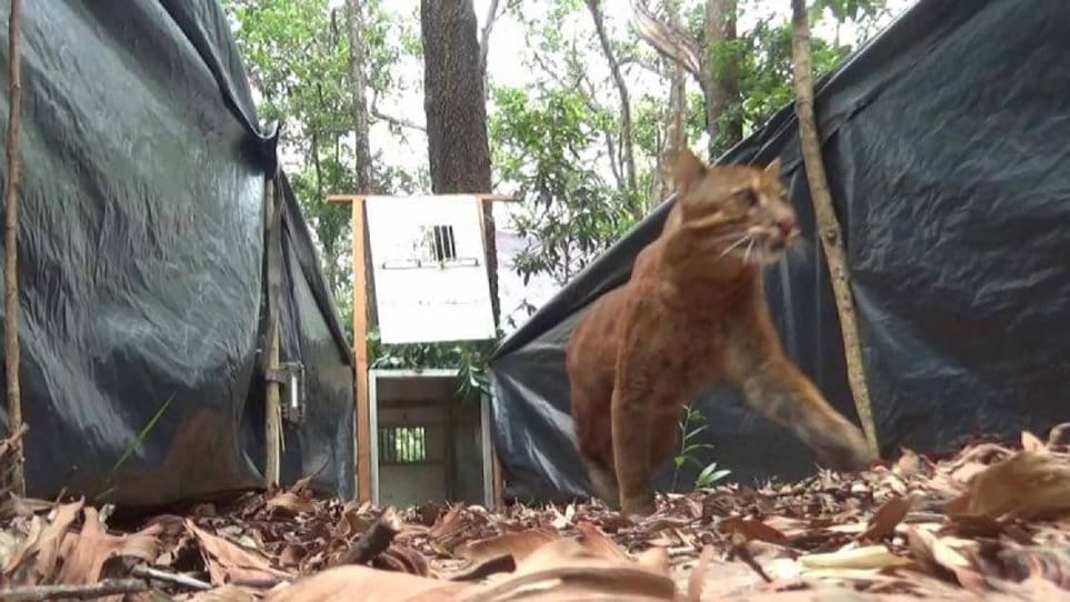 Kucing Emas