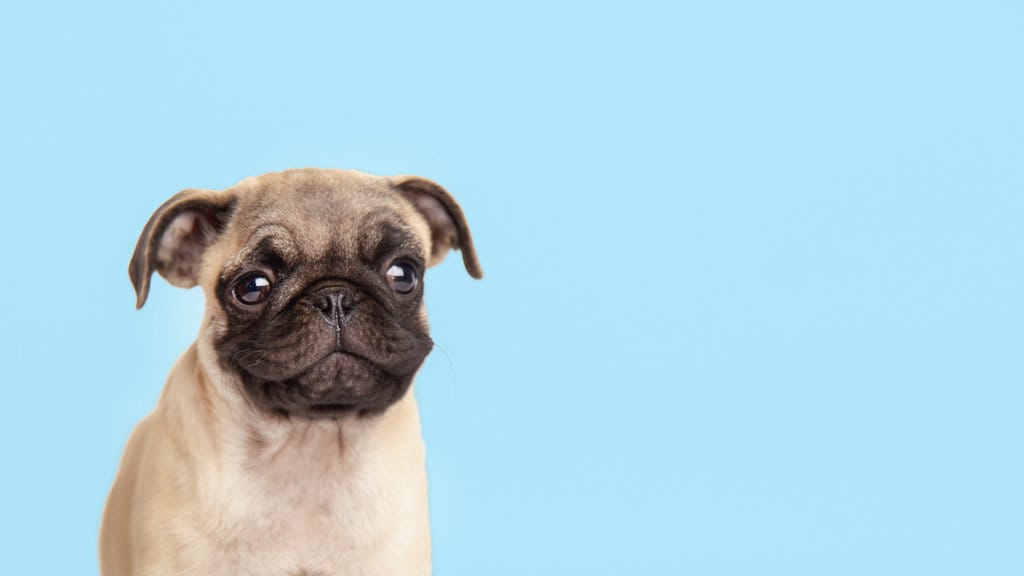 Ilustrasi Anjing Pug