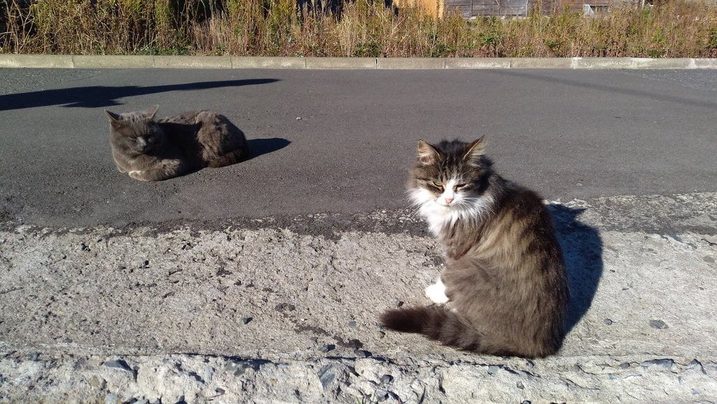 Pulau Tashirojima