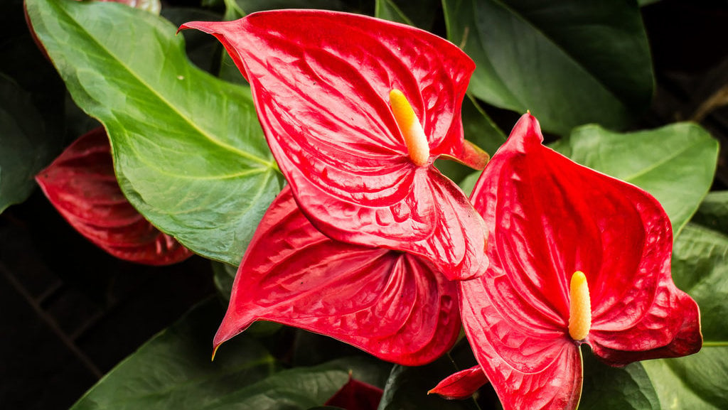 Anthurium