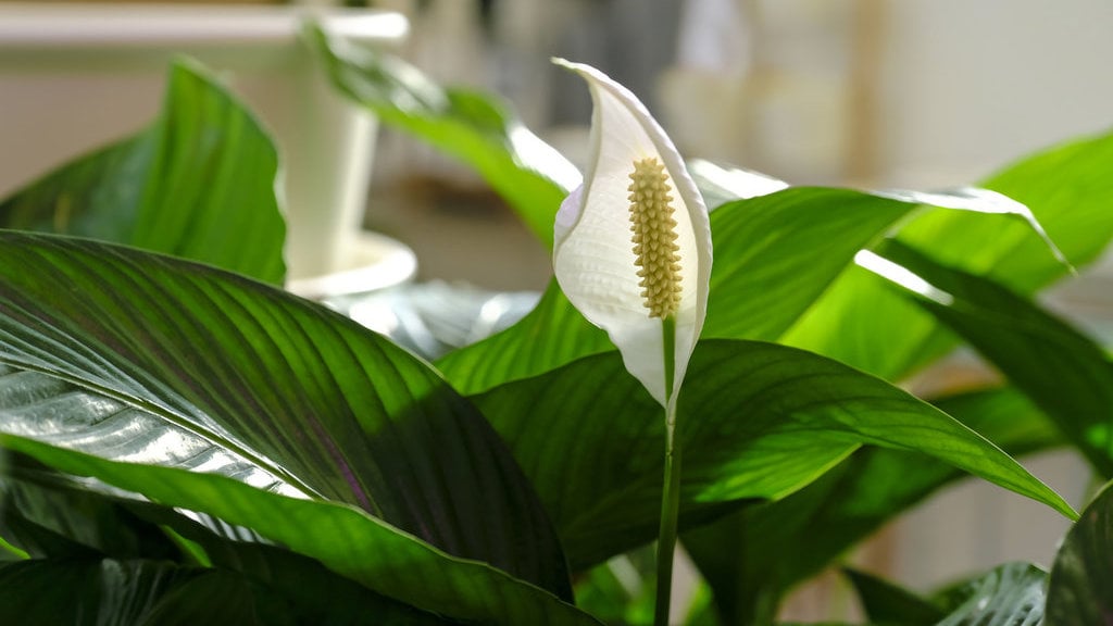 Peace Lily