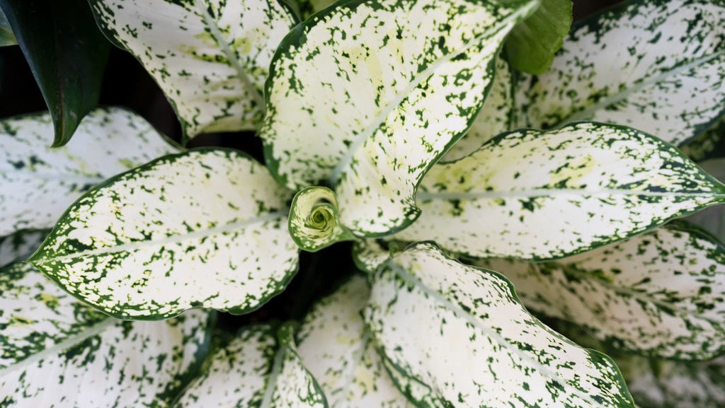 Aglaonema