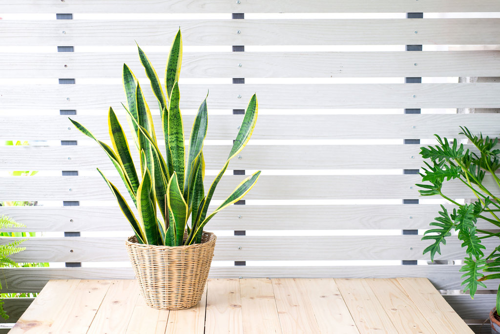 Sansevieria