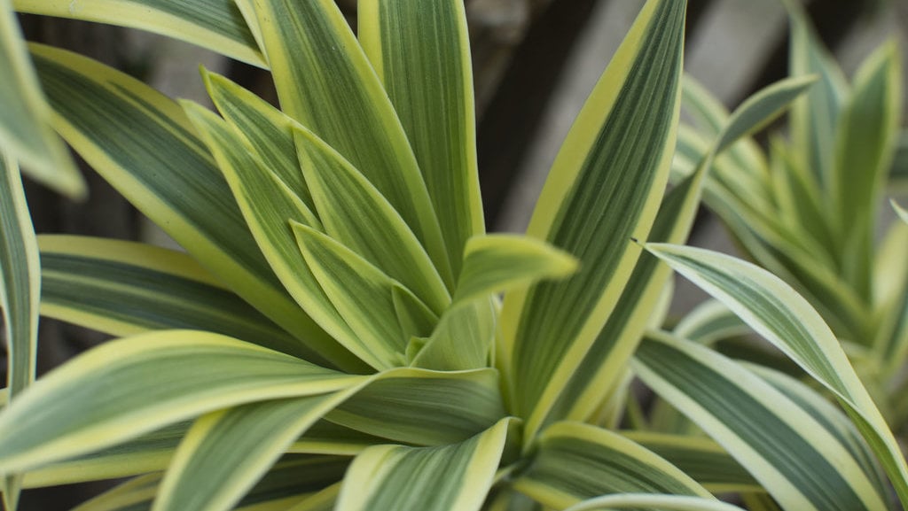 Dracaena