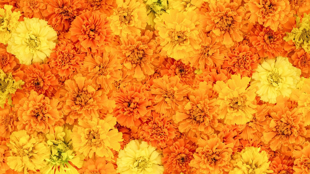 Bunga Marigold