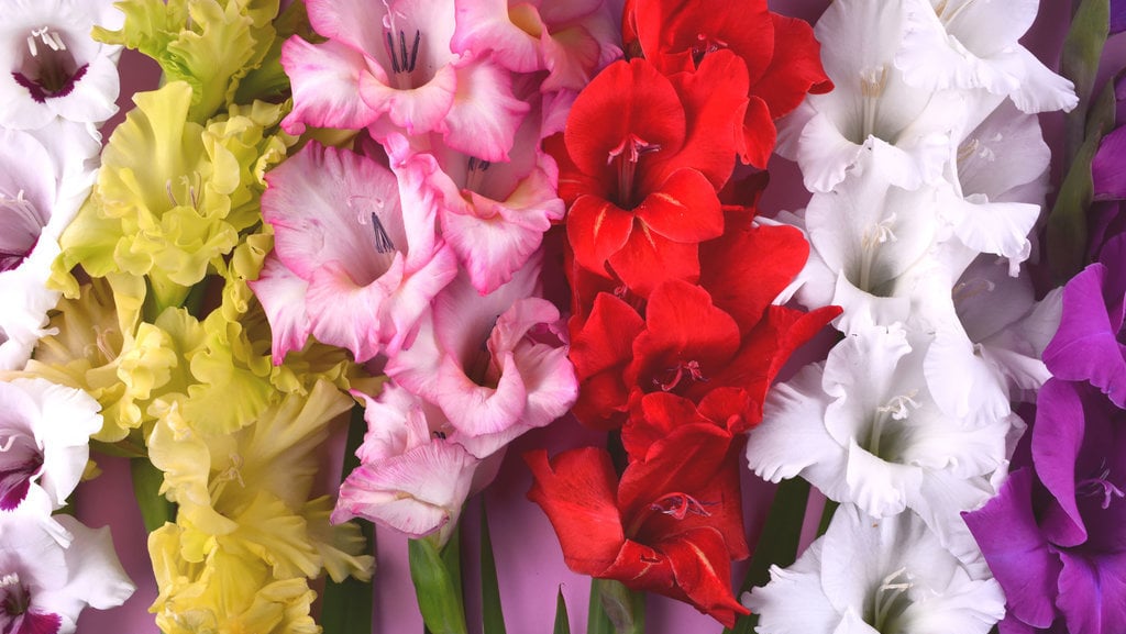 Bunga Gladiola